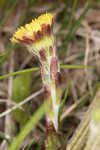 Coltsfoot